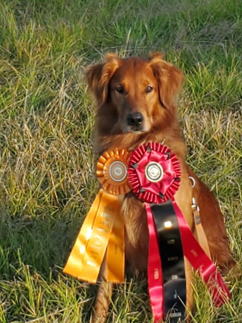 Master's Tommy Bahama SH
DOB: 10/15/2016
OFA: Good, Elbows Normal
CERF: Normal prcd/pra Clear due to parentage